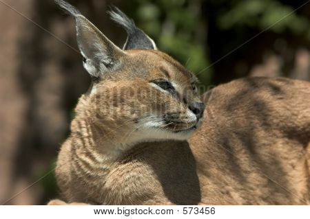 CARACAL Lynx