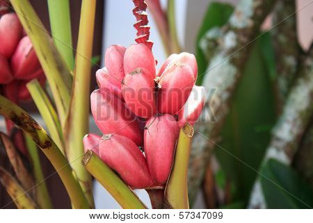 Bunch Of Red Bananas