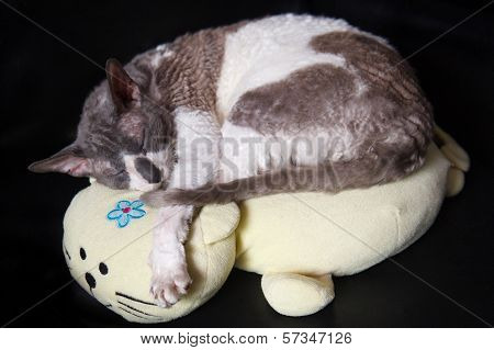 Cat Cornish Rex Speeping On Pillow
