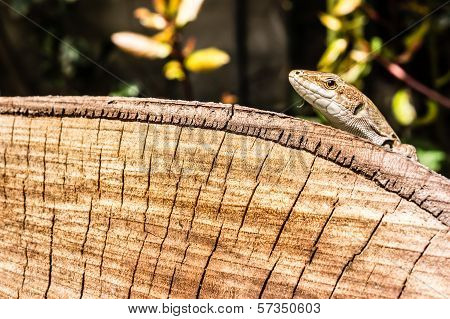 Lizard's Head