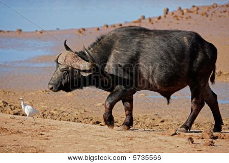 Afrikanske Buffalo Bul, Sydafrika