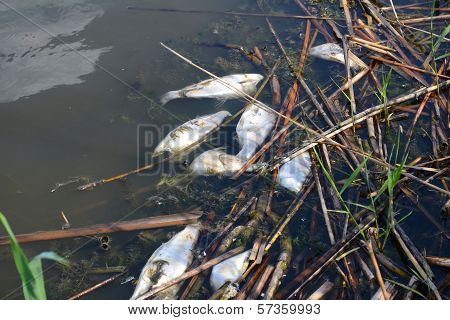 dead fish