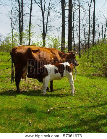 Calf While Sucks Milk From Cow Udders