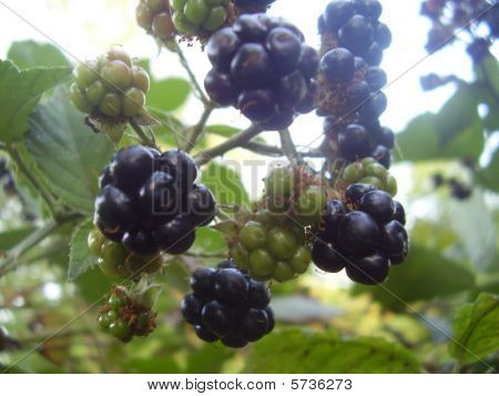 Bayas de BlackBerry