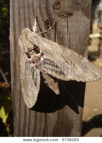 Polilla gris