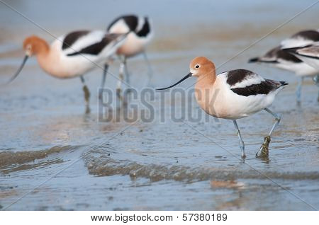 American Avocets