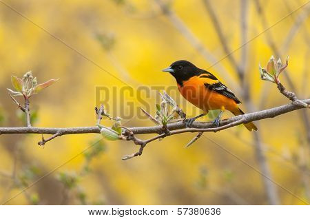 Baltimore Oriole