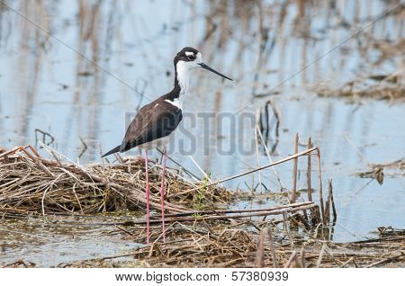 Black-necked Stilt