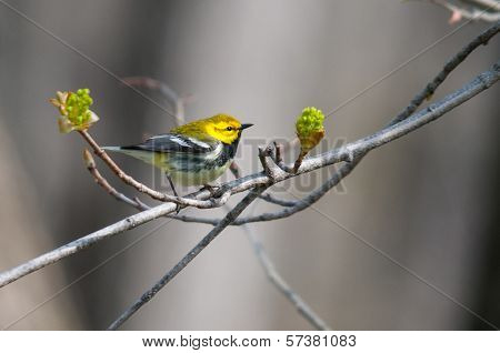 Black-throated Green Warbler