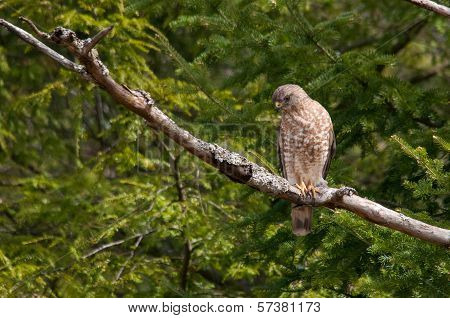 Broad-winged Hawk