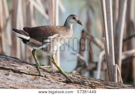 Common Gallinule
