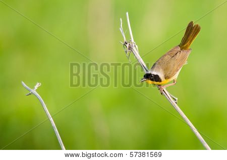 Common Yellowthroat