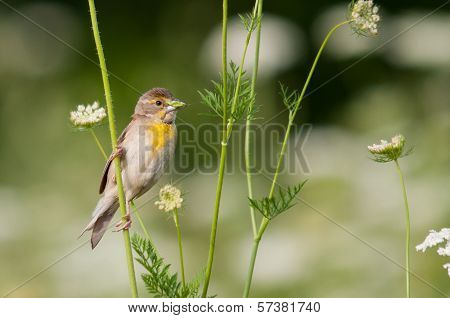 Dickcissel
