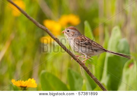Field Sparrow