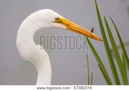 Great Egret