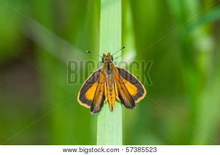 Least Skipper