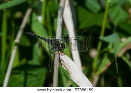 Black Meadowhawk