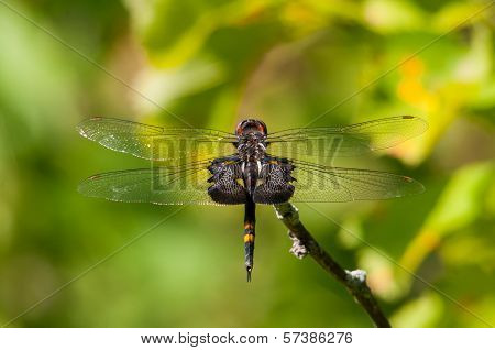 Black Saddlebags