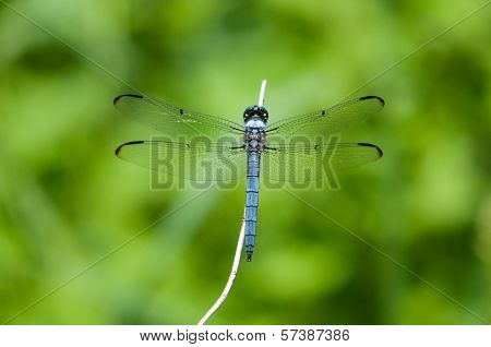 Great Blue Skimmer