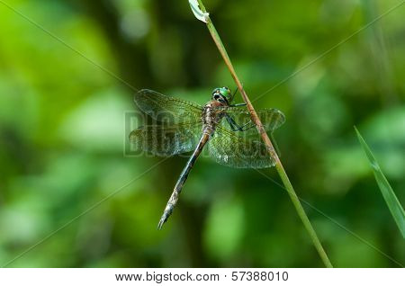 Hine's Emerald