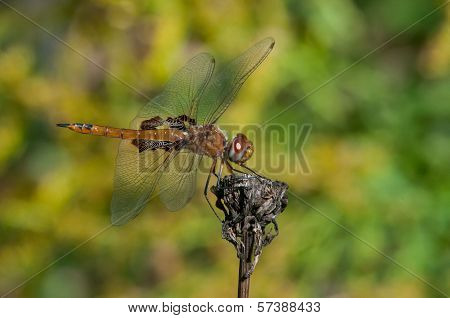 Red Saddlebags