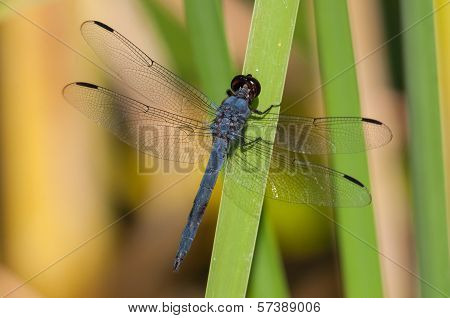 Slaty Skimmer