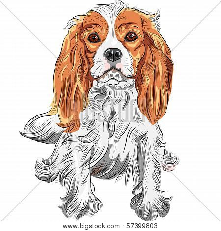 Vector Color Sketch Of The Dog Cavalier King Charles Spaniel Breed