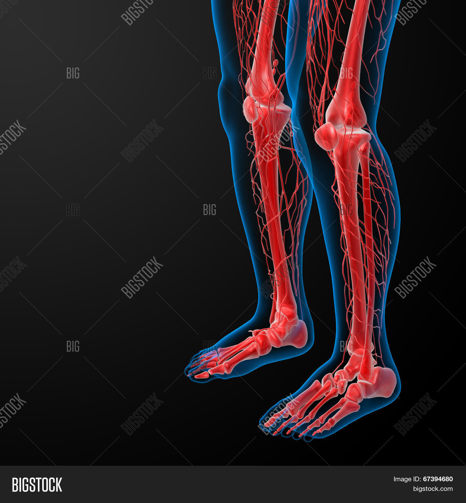 Beat Lymphatic System Confusion: Interactive Labeling Guide! - duko2hx