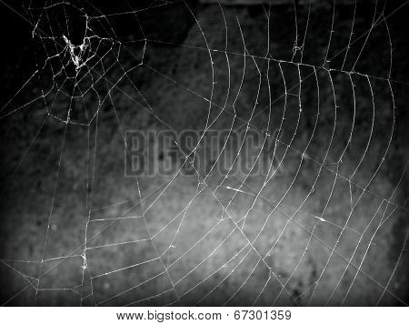 black and white web