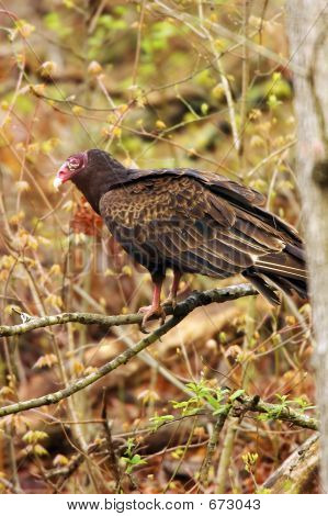 Turchia Poiana arroccato nella struttura ad albero