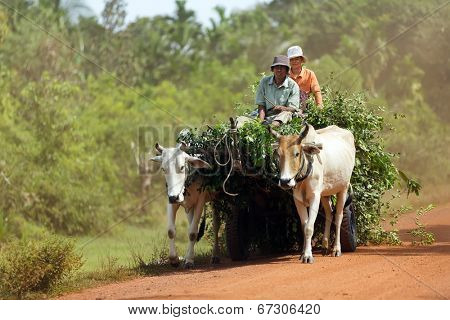SIEM REAP, CAMBODIA, DECEMBER 04 : Cambodian farmers driving an oxcart loaded with fresh foliage on a dirt road near Siem Reap, Cambodia on December 04, 2012