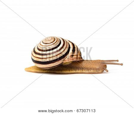 purposeful snail