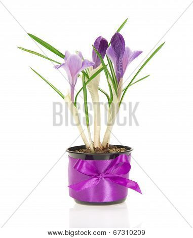 Pot of blue crocuses