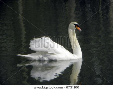 Swan