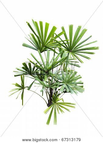 Licuala Paludosa Griff Tree Isolated