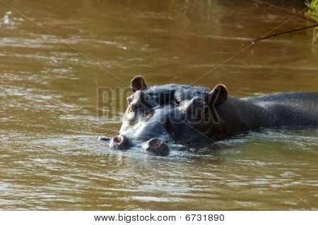 Flodhäst (hippopotamus Amphibius)