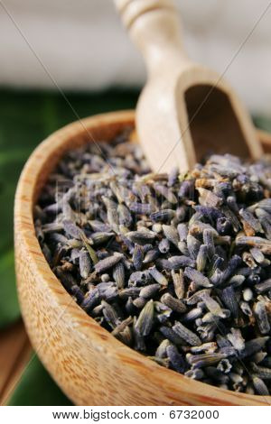Lavanda