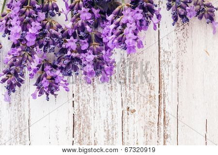 Fresh Lavender