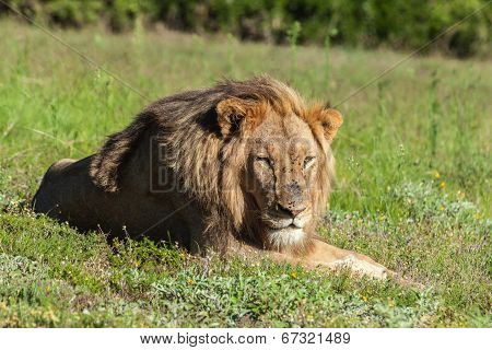 Lion lying in the grass