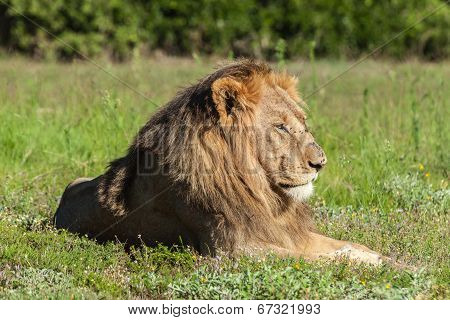 Lion lying in the grass