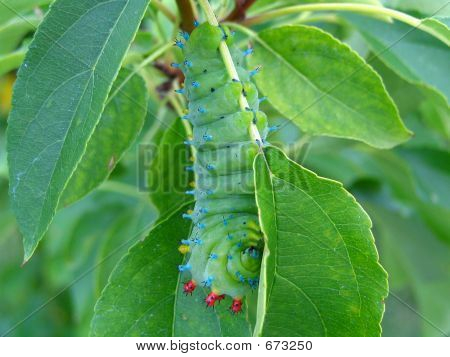 Caterpillar
