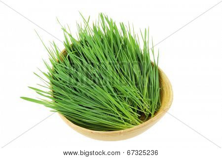 Closeup of freshly cut Wheatgrass in a wooden bowl, isolated on white background