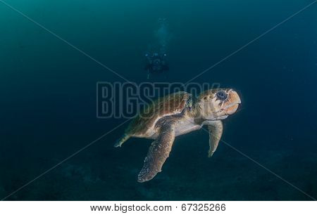 Diver photographing Hawksbill turtle underwater