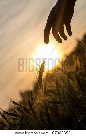 Dawn Over A Field Of Wheat And A Hand Silhouette