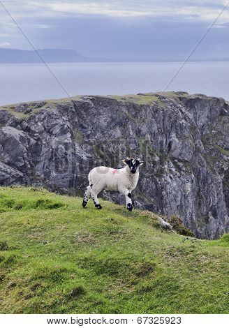 The Black Face Mountain Sheep