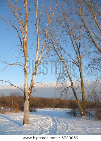Birken verschneit Weg mit blauen Himmel