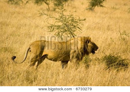 Leone