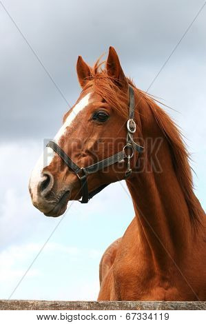 Portrait of a purebred horse