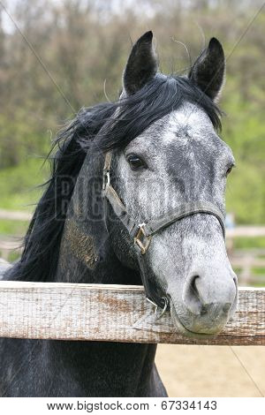 Portrait of grey horse in your corral