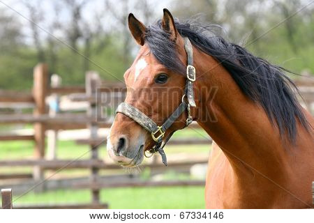 Beautiful brown thoroughbred horse head at farm